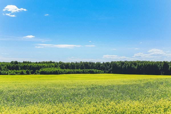 What Are the Health Benefits of Regular Forest Bathing for Urban Dwellers?